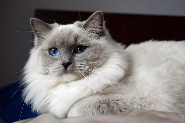 Порода кошек рэгдолл фото цена blue mitted ragdoll cat Ragdoll cat, Gorgeous cats, Cats