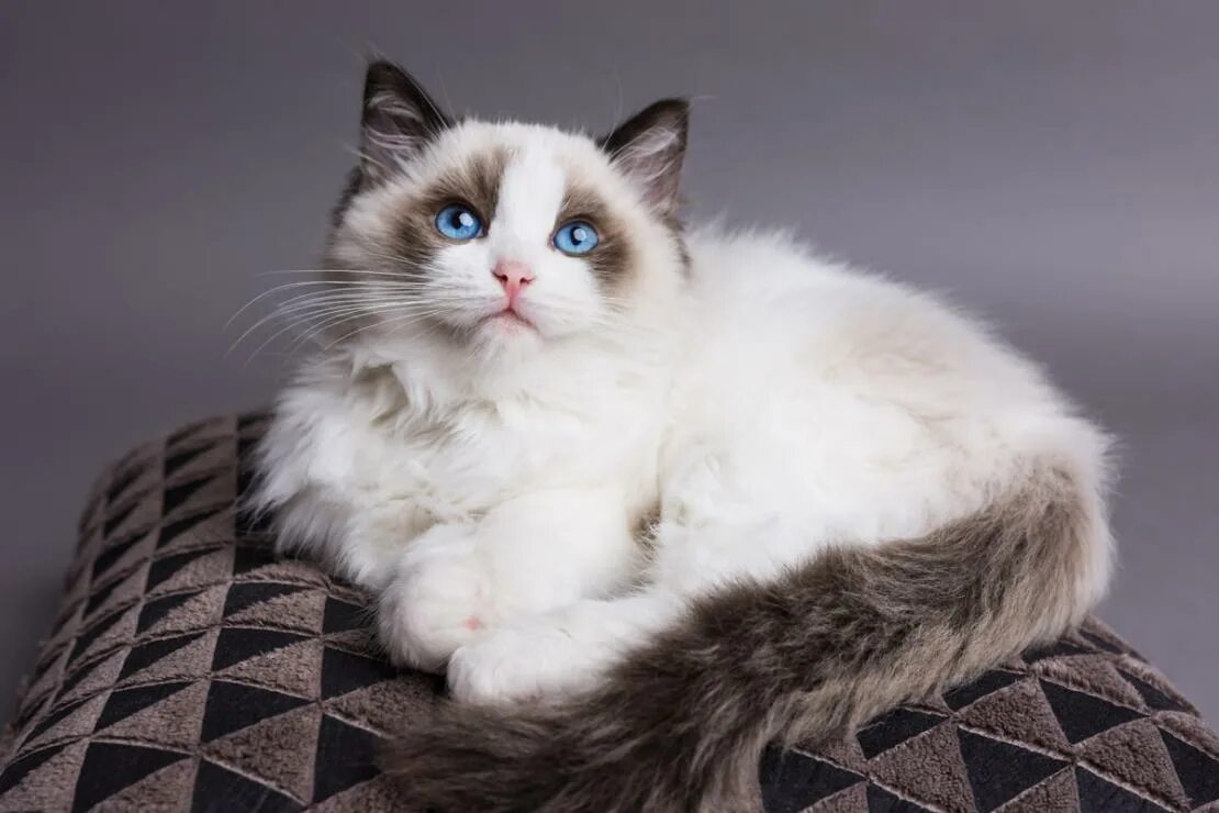 Порода кошек рэгдолл фото цена Ragdoll Cats: Gentle Giants of the Feline World Fumi Pets - Pets Grooming Tips &