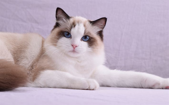 Порода кошек рэгдолл фото цена Download wallpapers 4k, Ragdoll Cat, pets, blue eyes, cute animals, cats, Ragdol