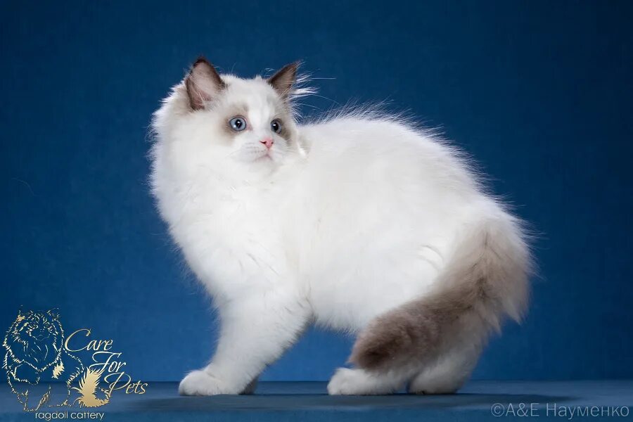 Порода кошек рэгдолл фото цена Ragdoll kittens. Litter K. - Кошки породы рэгдолл в Москве