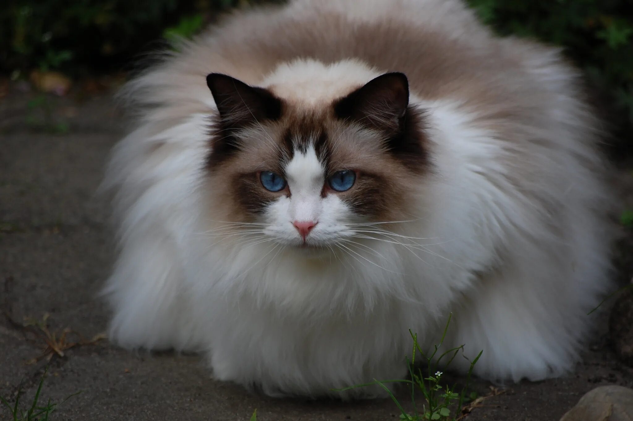 Порода кошек рэгдолл фото цена и описание Fluffy cat ragdoll Desktop wallpapers 600x1024