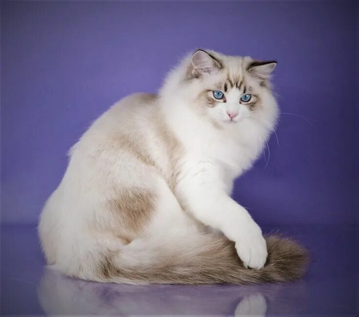 Порода кошек рэгдолл фото цена и описание ragdoll Ragdoll cat, Cats and kittens, Cat breeds