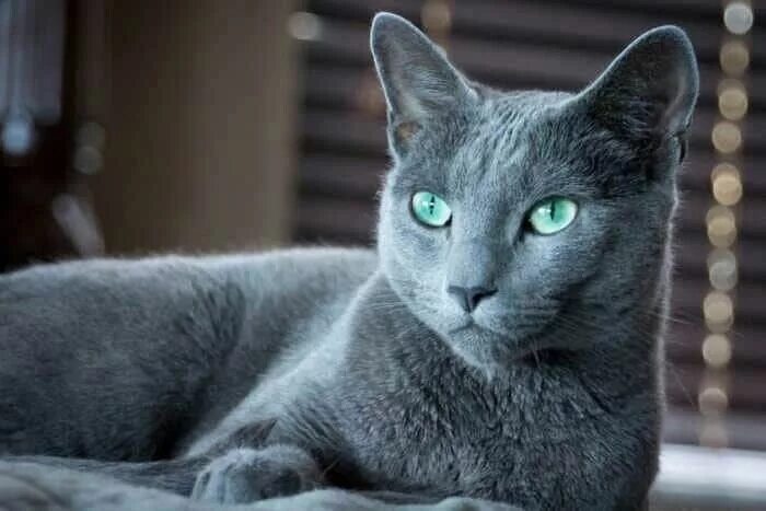 Порода кошек русская голубая фото и описание Orosz kék macska Russian blue, Russian cat, Russian blue cat