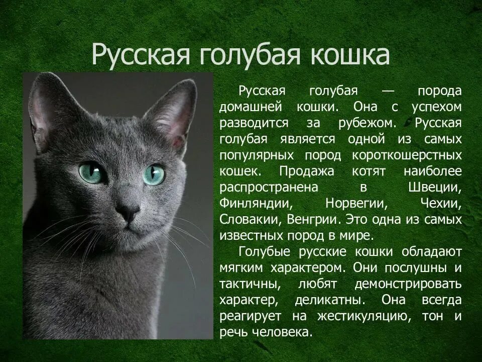 Порода кошек русская голубая фото и описание Кошки нибелунги: описание породы, характер, особенности ухода, история выведения