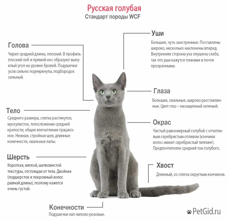 Порода кошек русская голубая фото и описание Русская голубая кошка фото, описание и характер породы, цена котят, отзывы