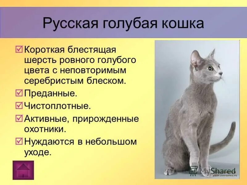 Порода кошек русская голубая фото и описание Русская голубая кошка: фото, описание породы, характер, здоровье, уход и содержа