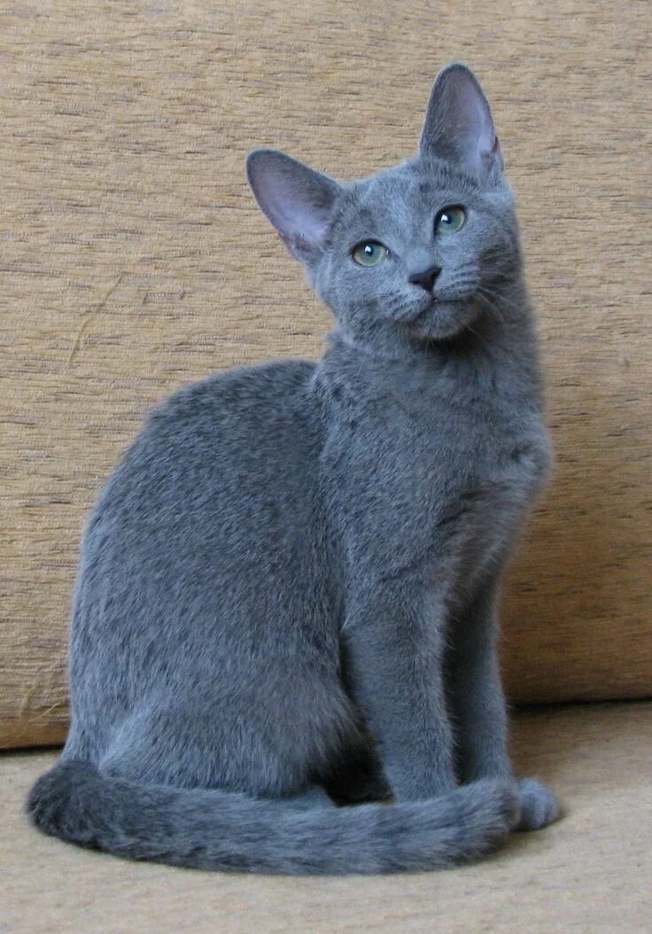 Порода кошек русская голубая фото цена V is for . Russian blue cat personality, Beautiful cats, Russian blue