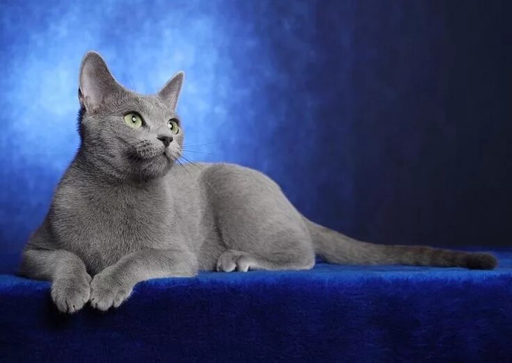 Порода кошек русская голубая фото цена Proud Russian Blue - By Anya Gatto blu di russia, Gatti blu, Gatti e gattini