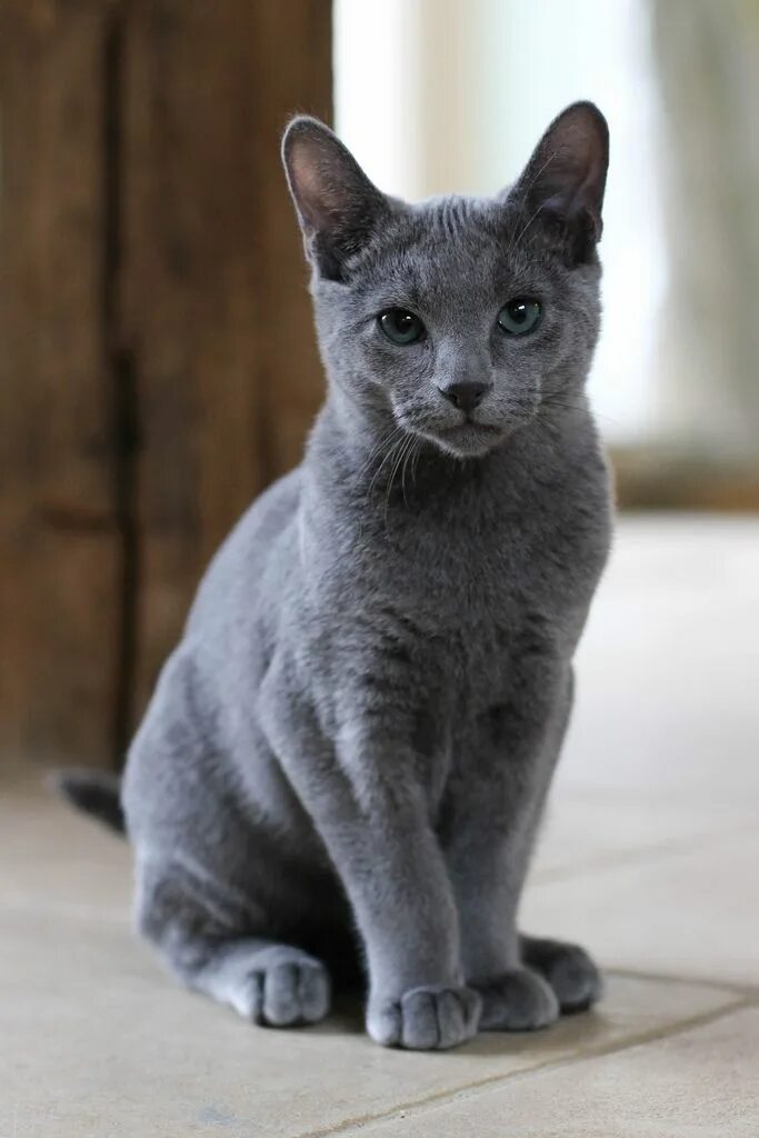 Порода кошек русская голубая фото цена Grey Cat Breeds World of Cat in 2024 Grey cat breeds, Russian cat, Baby cats