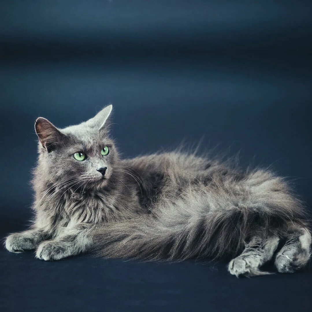 Порода кошек русская сибирская фото Nebelung Cat Breed Information Purina UK