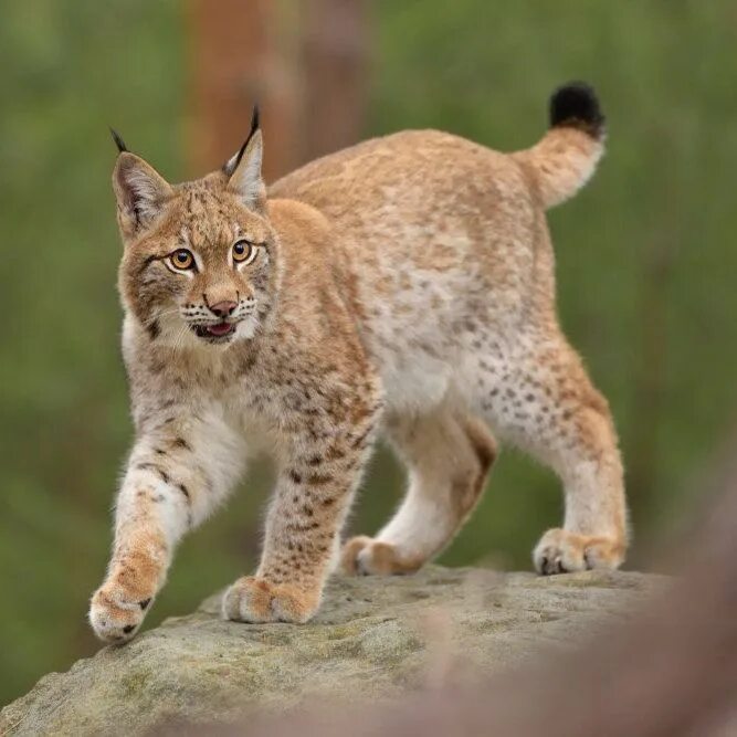 Порода кошек рысь фото Eurasian Lynx Animaux sauvages, Felin, Chats sauvages