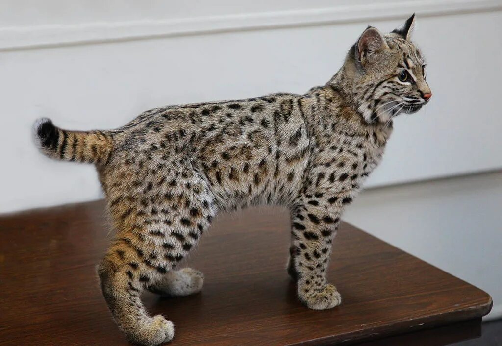 Порода кошек рысь фото Juvenile Bobcat The bobcat (Lynx rufus) is a North America. Flickr