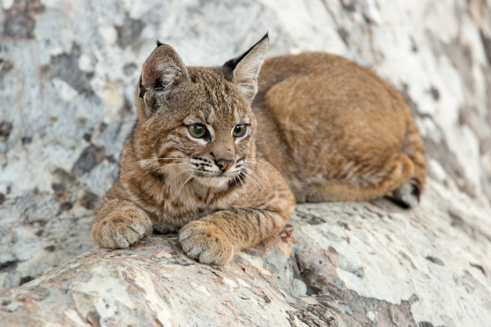 Порода кошек рысь фото 2048x1365 Fond d'écran Lynx. Découvrez, Téléchargez, Commentez et Notez ce Fond 