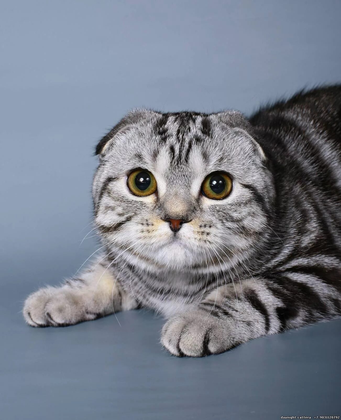 Порода кошек с короткими ушами фото Photo album: From the Cattery - Cats breeders, Day&Night Cattery,Scottish fold,k