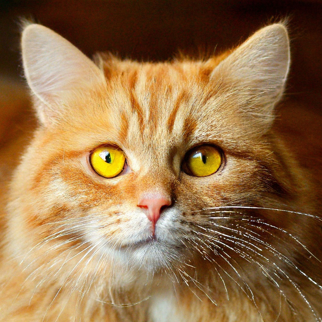 Cat Grey Eyes free image download