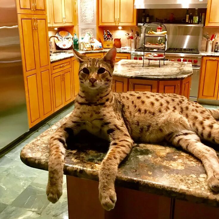 Порода кошек саванна фото Savannah Weights Page 41 Savannah Cat Chat - THE Place for Savannah Cat Talk Dom