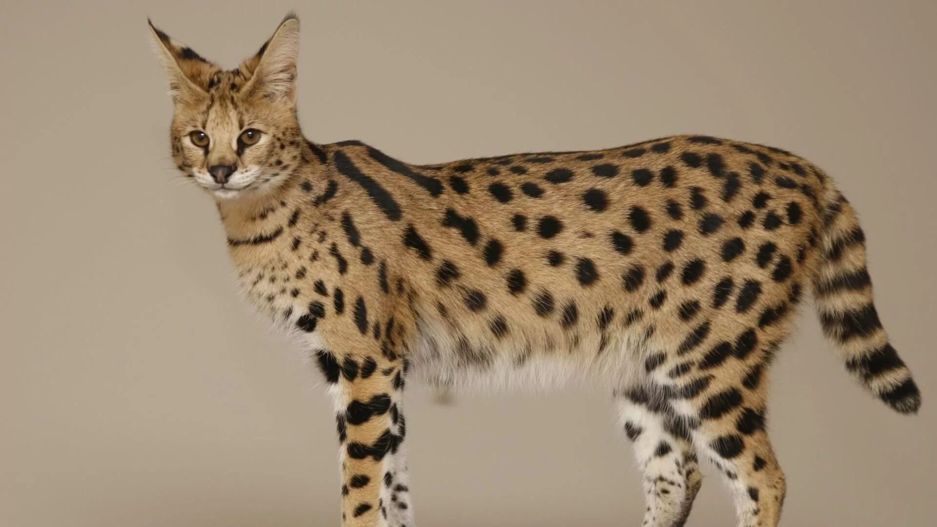 Порода кошек саванна фото саванна Savannah cat, Cat breeds with pictures, Cat breeds