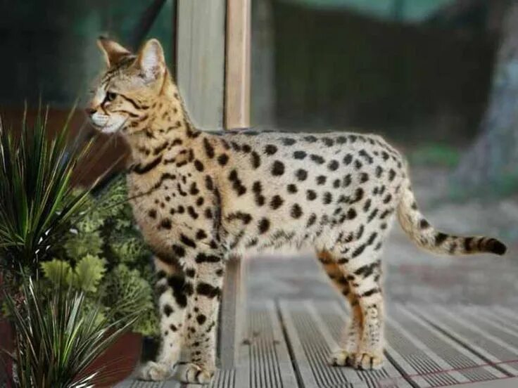 Порода кошек саванна фото цена в рублях The Savannah Cat #picturesofcats #savannahcat #catbreeds Savane, Races de chats,