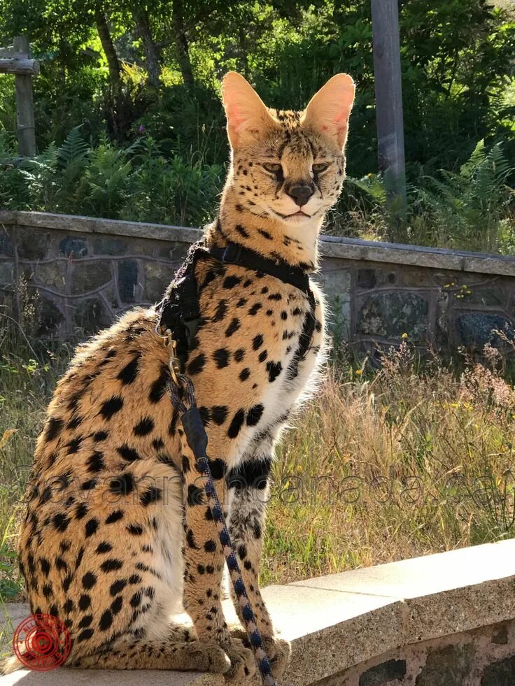 Порода кошек саванна фото цена в рублях LE SERVAL in 2022 Serval cats, African serval cat, Savanna cat