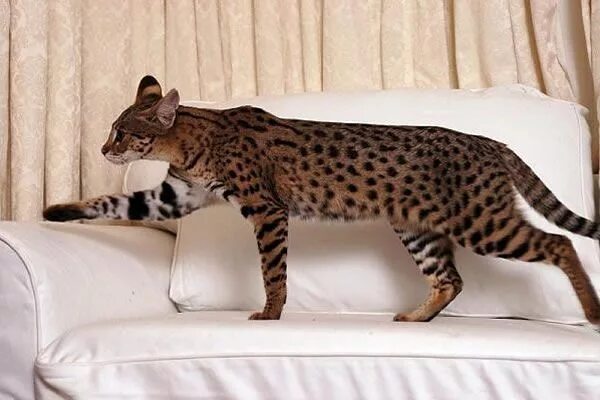 Порода кошек саванна фото цена в рублях Conheça "Ashera" o gato de mais raro e caro do mundo (US $125.000) Savannah cat,