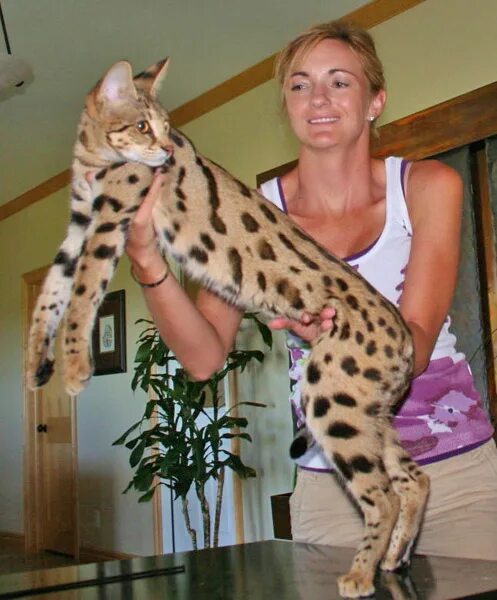 Порода кошек саванна фото цена в рублях F1 Queens Savannah Cats & Kittens Savannah Cat Breeder