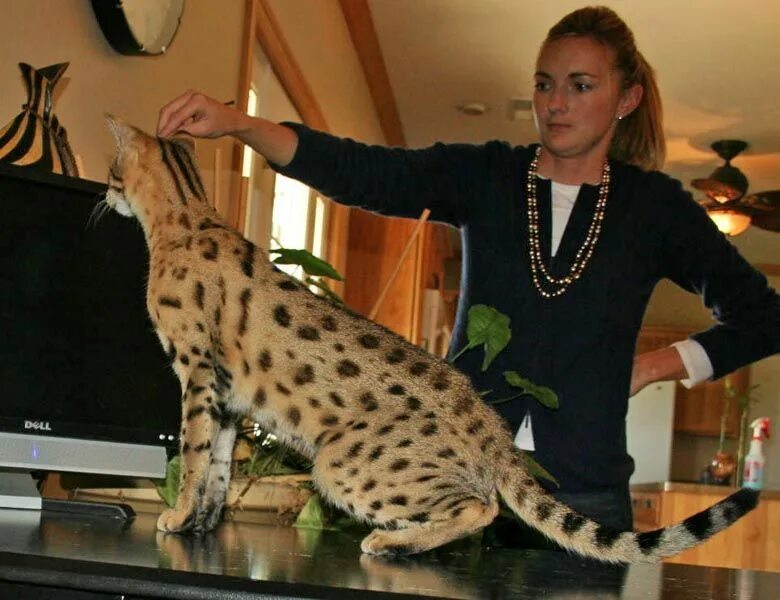 Порода кошек саванна фото цена в рублях F2 Savannah Savannah cat, Savannah chat, Savannah cat price