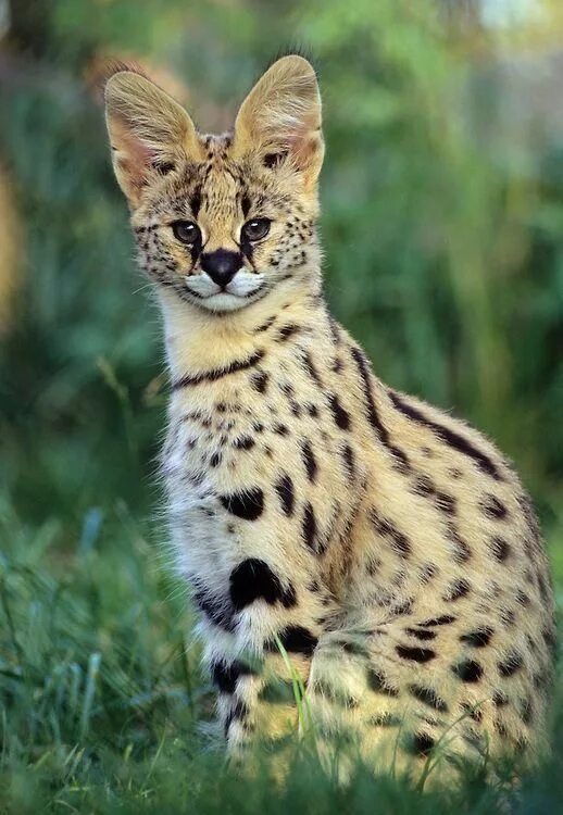 Порода кошек сервал фото Serval (Leptailurus serval) Africa, Captive #servalcats Serval cats, Small wild 