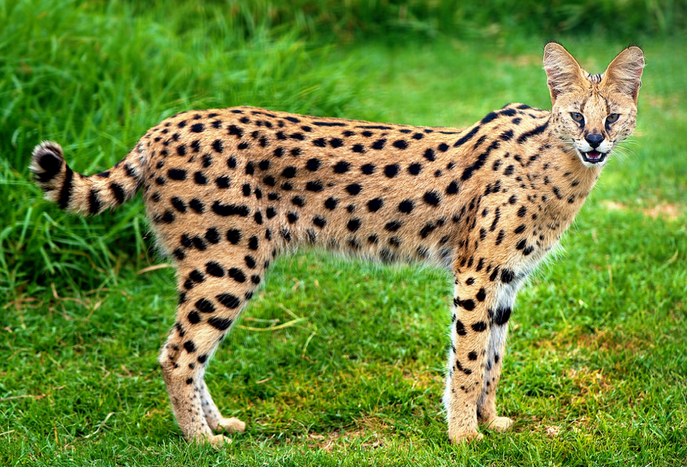 Порода кошек сервал фото Serval Wild Kratts Wiki Fandom