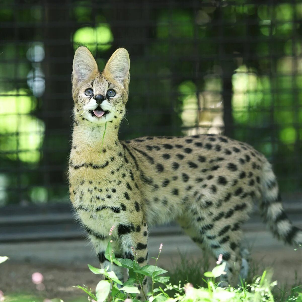 Порода кошек сервал фото 空 白 寺 on Twitter: "と べ 動 物 園 の ス-パ-ア イ ド ル *サ-バ ル. " キ ュ-ト な 猫, 美 し い