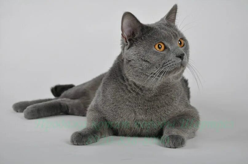 Chartreux