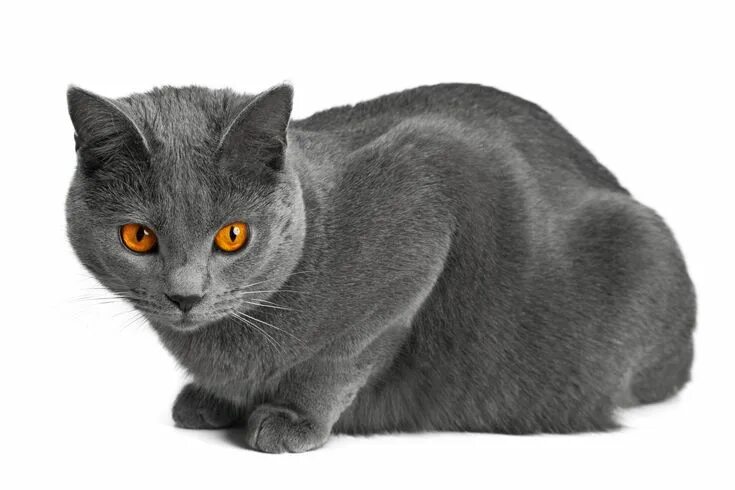 Порода кошек шартрез фото Кошка породы шартрез Grey cat breeds, Chartreux cat, Cat breeds