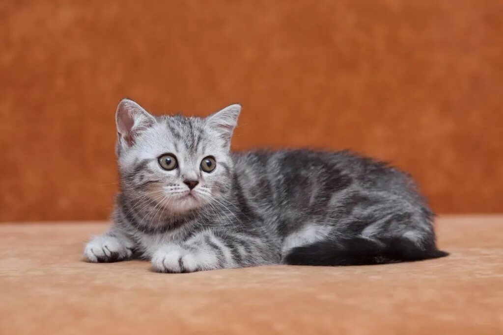 Порода кошек шотландская прямоухая фото For sale a purebred Scottish kitten, a straight-eared girl. She was born on 16.1