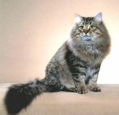 Порода кошек сибирская фото Сибирская кошка / Породы / KoteMot Rare cats, Siberian cat, Cat breeds