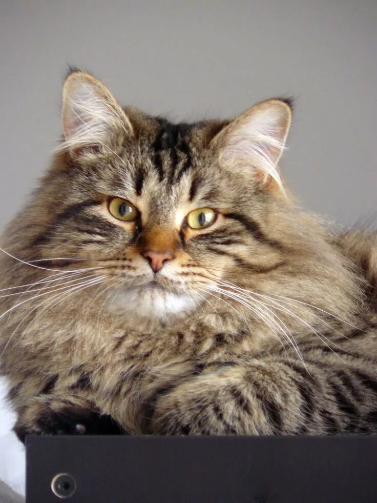 Порода кошек сибирская фото Pin by Doni on Enregistrements rapides Siberian cat, Cat breeds, Siberian forest