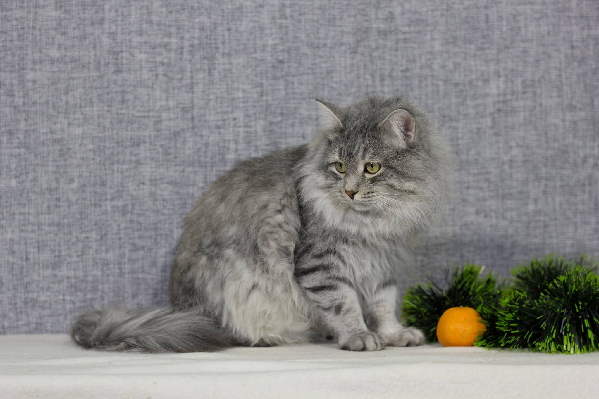 Порода кошек сибирская голубая фото и описание Mamin-Sibiryak - International Siberian Breeders Club