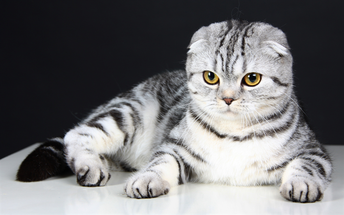 Порода кошек скотишфолд фото Download wallpapers 4k, Scottish Fold, cats, kitten, pets, cute animals, Scottis