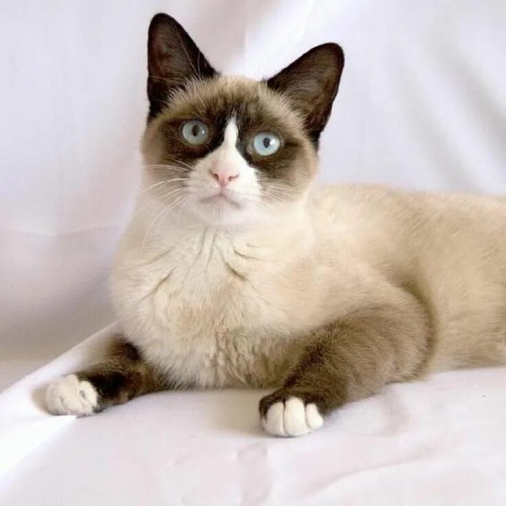 Порода кошек сноу шу фото The Rare Snowshoe Cat & Its Unique Characteristics Snowshoe cat, Rare cats, Cat 