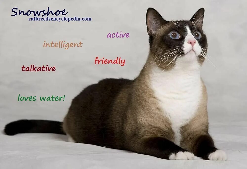 Порода кошек сноу шу фото The Snowshoe Cat - Cat Breeds Encyclopedia Snowshoe cat, Snow shoes, Cat breeds