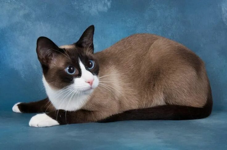 Порода кошек сноу шу фото 10 Things You Should Know About The Snowshoe Cat Snowshoe cat, Cat breeds, Cute 