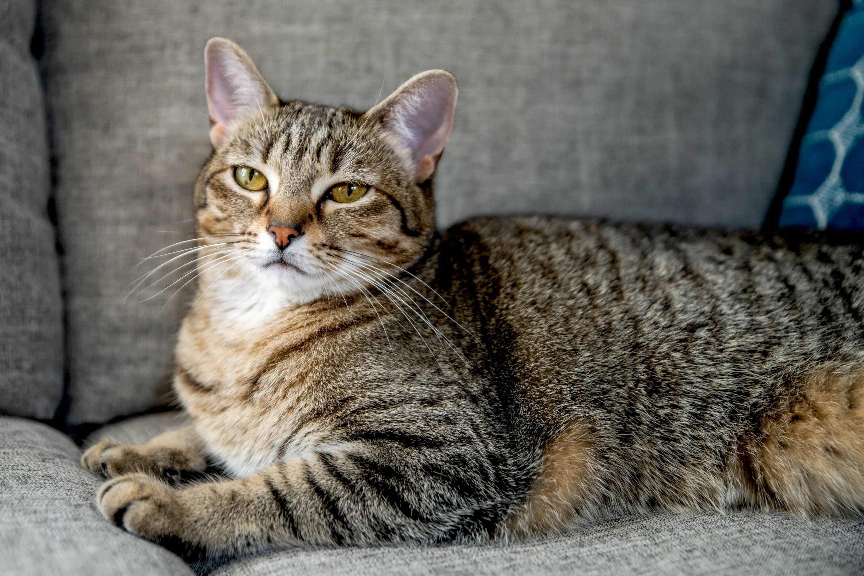 Порода кошек табби цена фото Tabby Cat: Breed Profile, Characteristics & Care