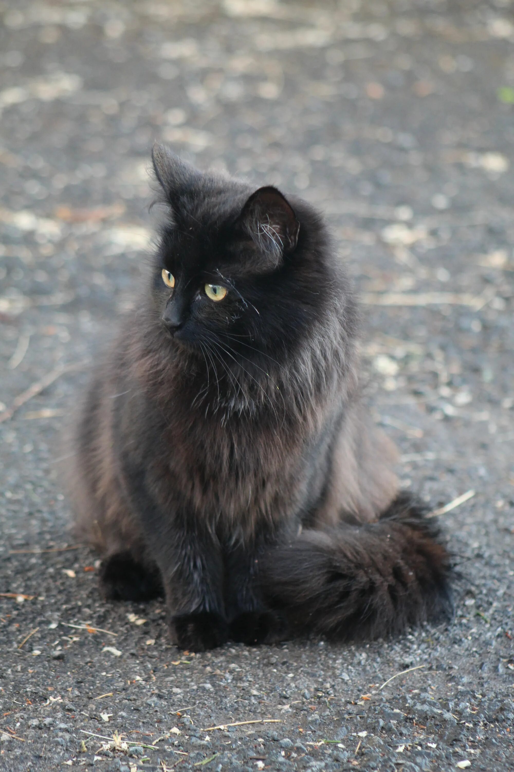 Порода кошек тиффани фото Mischka - Chantilly Tiffany Fluffy black cat, Beautiful cats, Pretty cats