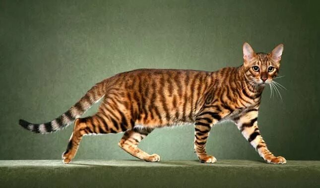 Порода кошек тойгер фото кошка тойгер Toyger cat, Cat breeds, Wild cats