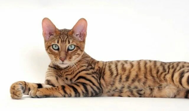 Порода кошек тойгер фото 10 of the "Youngest" Cat Breeds in Existence Cats Breeds Toyger cat, Cat breeds,