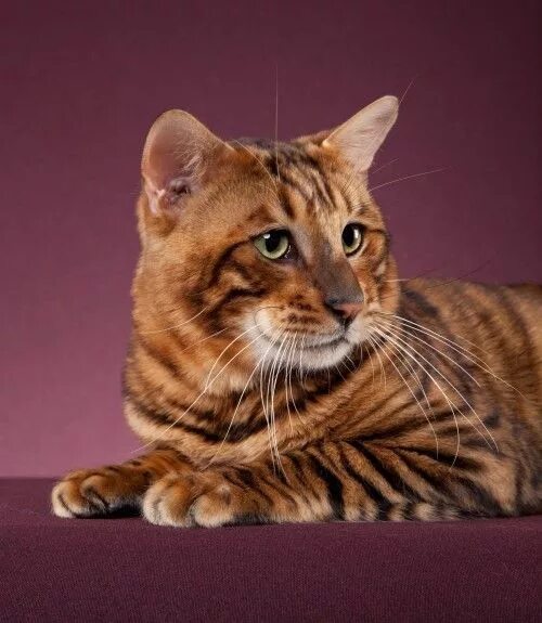 Порода кошек тойгер фото RW SGC EEYAA Showman, black mackerel tabby (modified) Toyger Cat breeds, Tabby, 