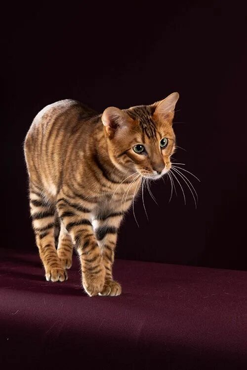 Порода кошек тойгер фото Le Toyger en 2020 Beaux chats, Animaux les plus mignons, Cute kittens