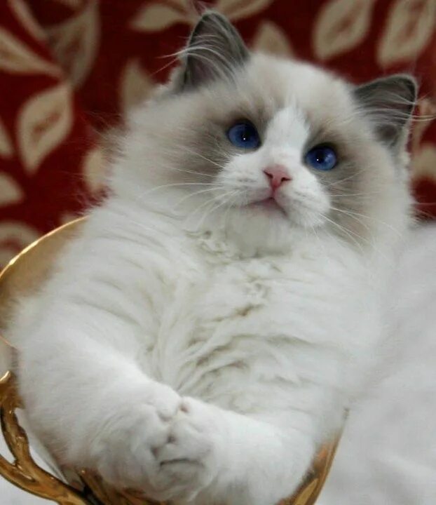 Порода кошек тряпичная кукла фото цена Ragdoll cat (58 photo) Ragdoll katzen, Süße tiere, Katzen rassen
