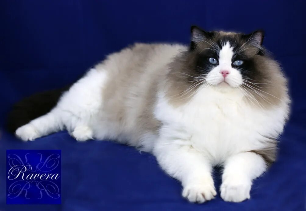 Порода кошек тряпичная кукла фото цена Pin on Ragdoll