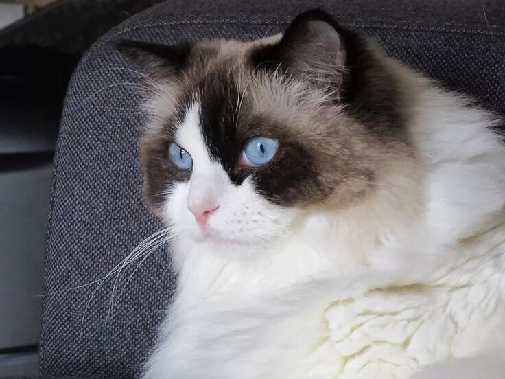 Порода кошек тряпичная кукла фото цена Kočka redgoll Cat breeds, Ragdoll cat, Bengal cat facts