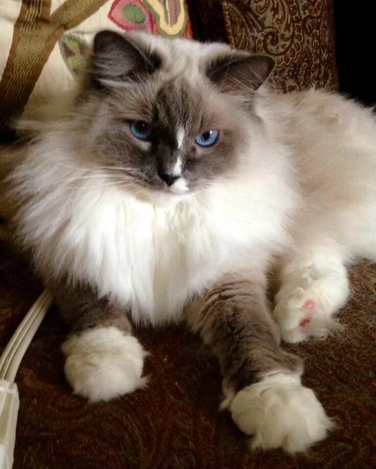 Порода кошек тряпичная кукла фото цена Pin by Sam on CUTE KITTY CATS Beautiful cats, Pretty cats, Cute cats