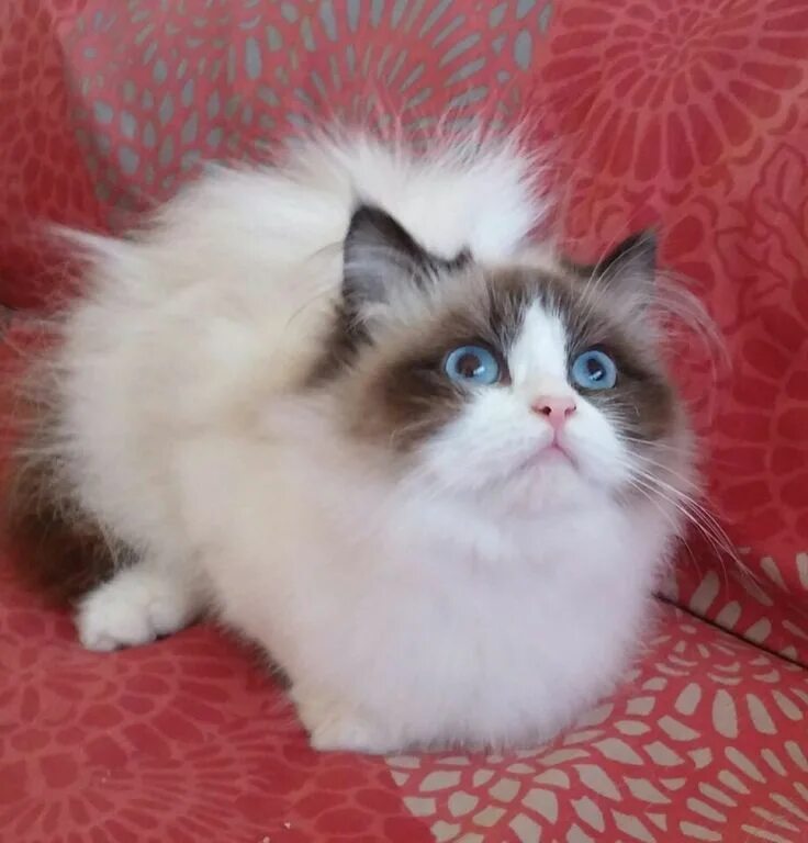 Порода кошек тряпичная кукла фото цена Pin on Beautiful Ragdolls, Persians, Birmans, Russians, Siberians, and other Spe
